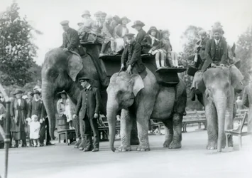 Trois éléphants indiens donnant des tours aux visiteurs au zoo de Londres, 1923 (photo nb)